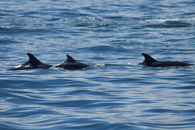 3 Dolphins Swimming at Farne Islands