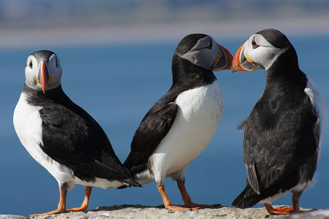 Puffin Family @ Farne Islands