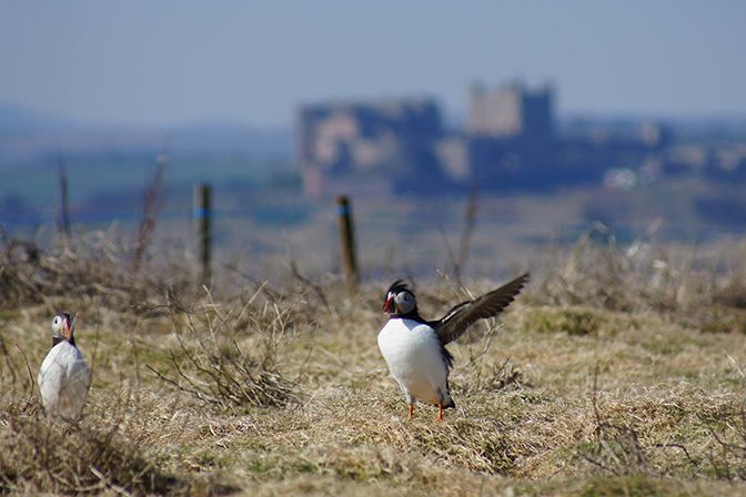 Puffin Landing, Bamburgh Castle in Distance