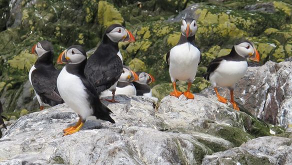 Puffin Birds at the Farne Islands