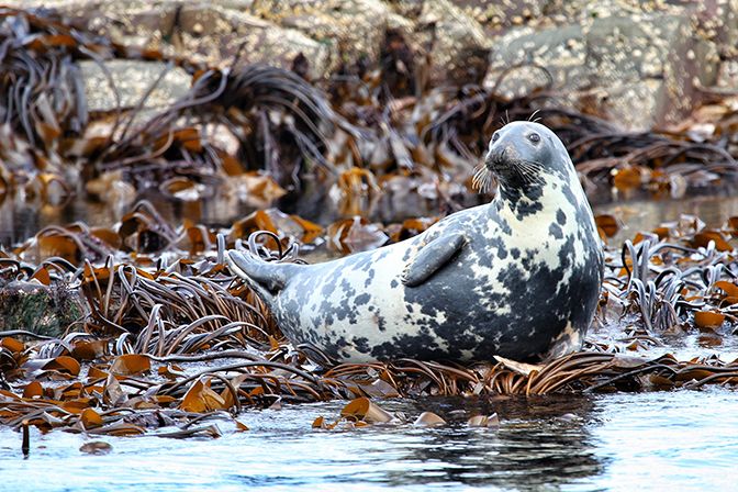 Seal Relaxing